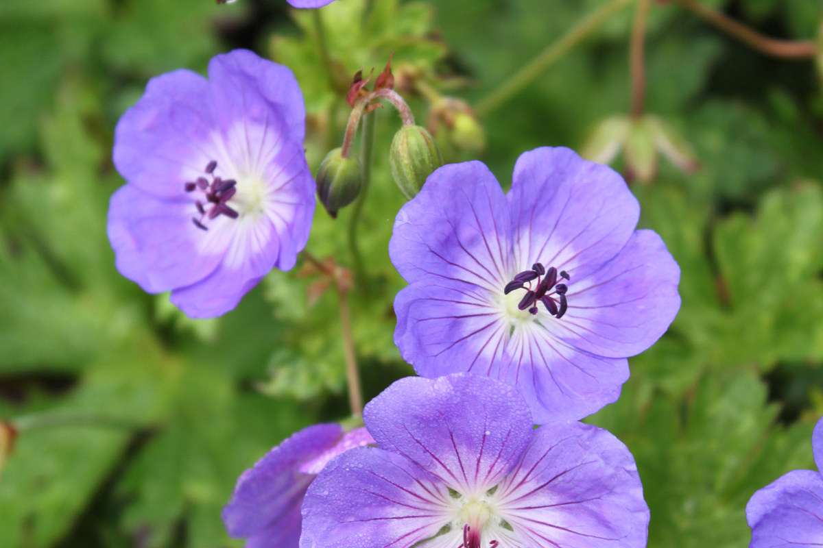 Geranium Rozanne (3).jpg